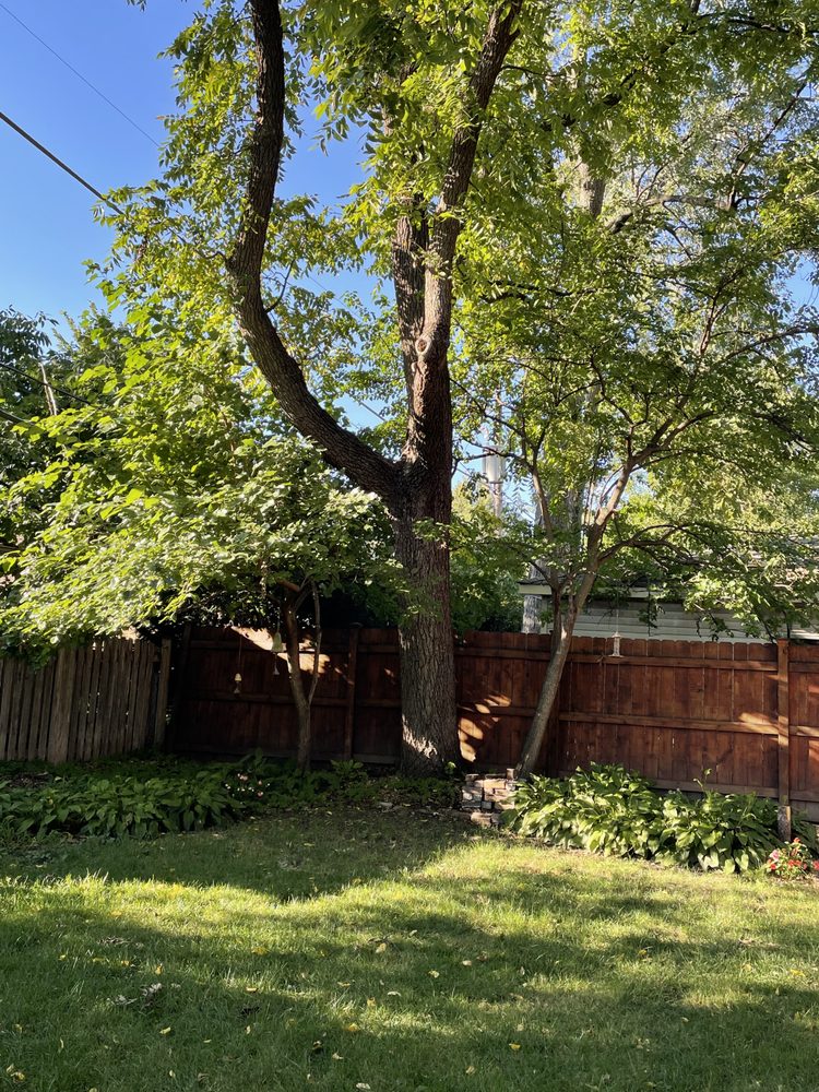 SOFIA’S TREE CARE Updated September 2024 19 Photos