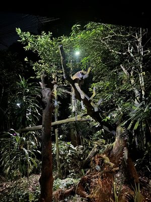 Night Safari by null