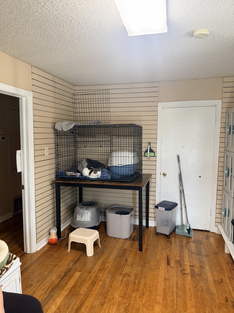 The Casual Cat Cafe - pet boarding facility in Richland Hills, TX