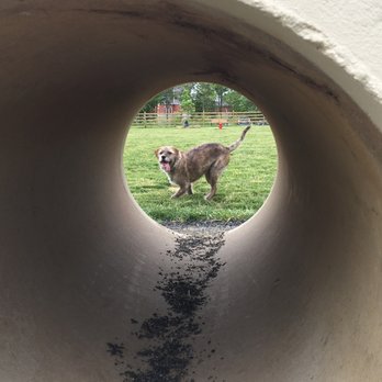 Whitpain Dog Park - She loves this pipe. - Dog Parks Near Me - Blue Bell, Pennsylvania Whitpain Dog Park - She loves this pipe. - Dog Parks Near Me - Blue Bell, Pennsylvania