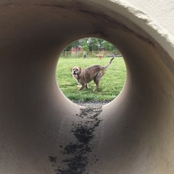 Whitpain Dog Park - She loves this pipe.