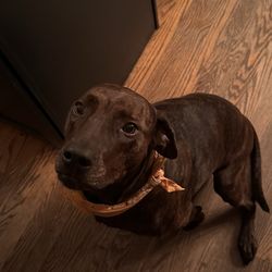 Wright Way Rescue - Maple :)