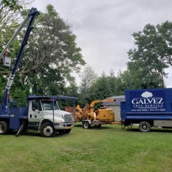Galvez Tree Service - Maple tree removal.