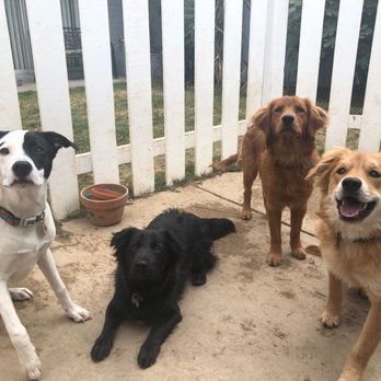 Down To Earth Dogs - Pet Training Near Me Down To Earth Dogs - Pet Training Near Me