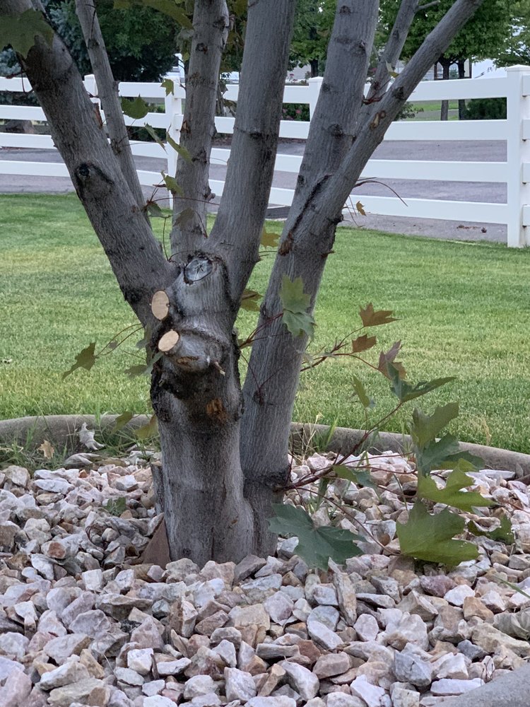 DIAMOND TREE EXPERTS Updated July 2024 10 Photos & 23 Reviews 3645 S 500th W, Salt Lake