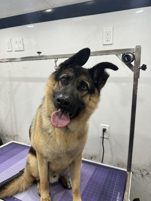 cute pups - some photos of some of the pups we take care they have fun with us and we make sure to make it as low stress as possible cute pups - some photos of some of the pups we take care they have fun with us and we make sure to make it as low stress as possible
