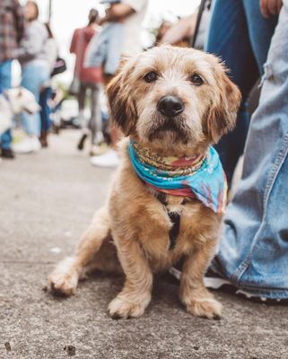 One Tail at a Time - PDX by null