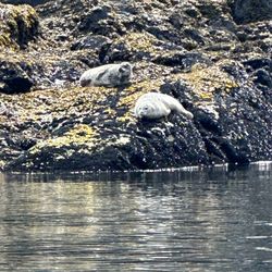 Valdez Water Taxi and Charters - Some Spotted Seals.