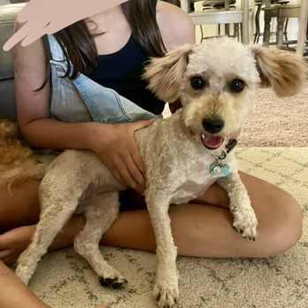 Littlefoot Dog Grooming - Puppy - Pet Groomers Near Me - Tucson, Arizona Littlefoot Dog Grooming - Puppy - Pet Groomers Near Me - Tucson, Arizona