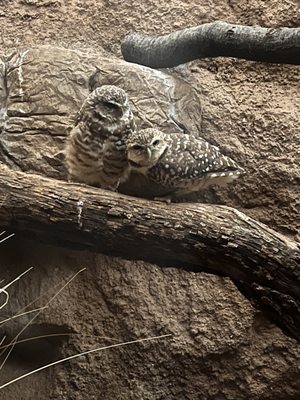 Abilene Zoo by null