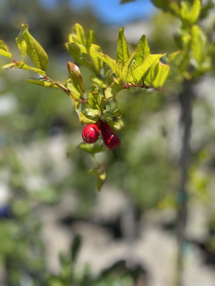 ALMADEN VALLEY NURSERY Updated August 2024 191 Photos & 116 Reviews 15800 Almaden Expy