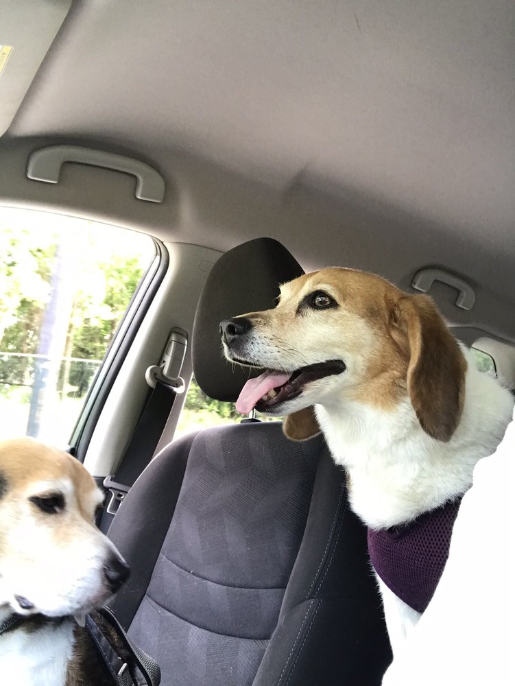 PERFECT PET RESORT 40 Photos & 69 Reviews 840 W Bay Front Rd