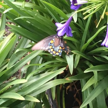 USF Botanical Gardens - Beautiful gorgeous quiet peaceful place. Layout of the area provides privacy. Loved visiting and will visit again. Little treasures - Botanical Gardens Near Me - Tampa, Florida