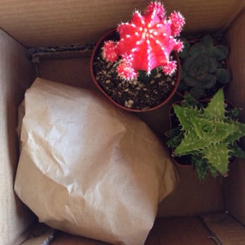 Echo Garden - Nicely packed for the car ride home - Nurseries & Gardening Near Me - Los Angeles, California
