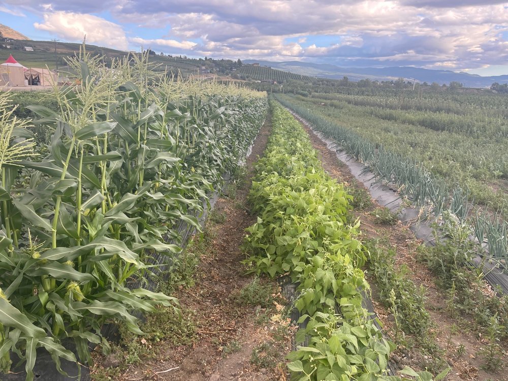 Okanagan Premium Produce Logo