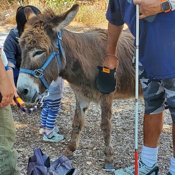 Barron Park Donkeys - Buddy - Community Service/Non-Profit Near Me - Palo Alto, California Barron Park Donkeys - Buddy - Community Service/Non-Profit Near Me - Palo Alto, California