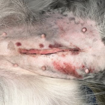 Orting Animal Hospital - Scar from spay - Veterinarians Near Me - Orting, Washington Orting Animal Hospital - Scar from spay - Veterinarians Near Me - Orting, Washington
