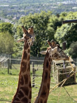 Edinburgh Zoo by null