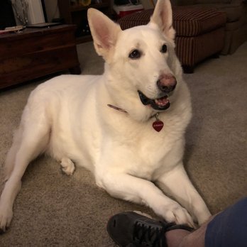 Husky Tails Dog grooming - My beautifully groomed Eirwen! - Pet Groomers Near Me - Helena, Alabama Husky Tails Dog grooming - My beautifully groomed Eirwen! - Pet Groomers Near Me - Helena, Alabama