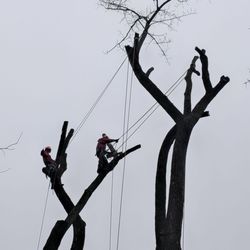 Oakes Tree Service