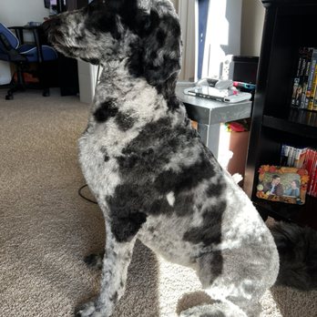 SoftPaws Pet Spa & Boutique - Pet Groomers Near Me - Parker, Colorado SoftPaws Pet Spa & Boutique - Pet Groomers Near Me - Parker, Colorado