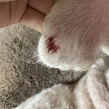 Petco - Cut from the groomer - Pet Stores Near Me - Elk Grove, California