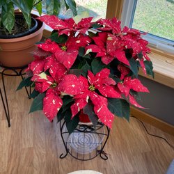Tillie's Farm Stand - Large poinsettia from Tillies