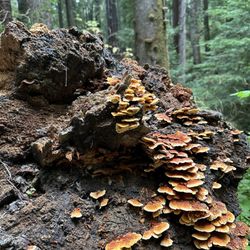 Arcata Community Forest