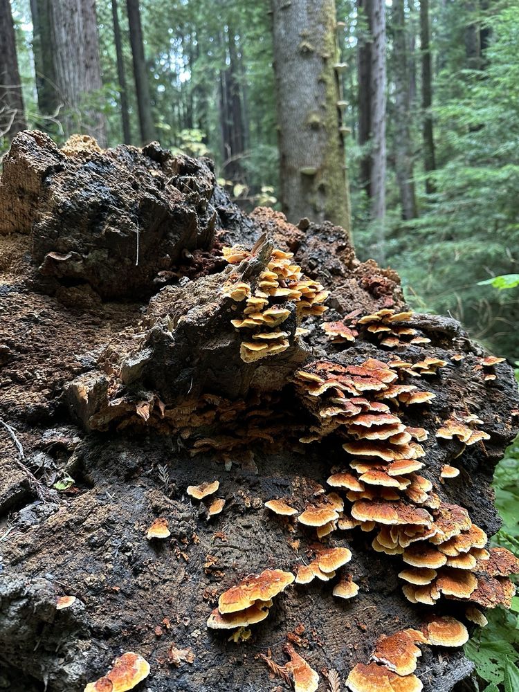 Social spots from Arcata Community Forest