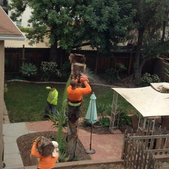 Charles Tree Service - This was them taking down the "easier" palm. Wow! - Tree Services Near Me - Lemon Grove, California