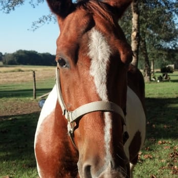Springhill Equine - Veterinarians Near Me - Newberry, Florida