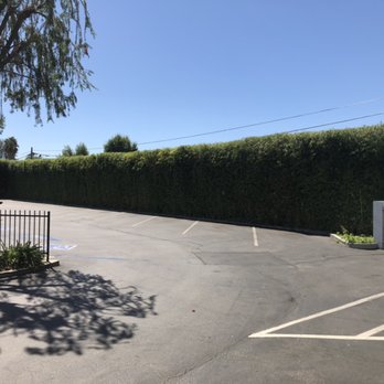 Garcia’s Tree Service - Hedge trimming - Tree Services Near Me Garcia’s Tree Service - Hedge trimming - Tree Services Near Me