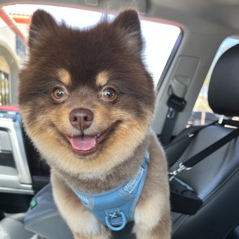 Sirius Pet Styling - Pet Groomers Near Me - Las Vegas, Nevada