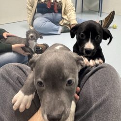 Watauga Humane Society - Litter of puppies