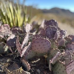 Big Bend National Park