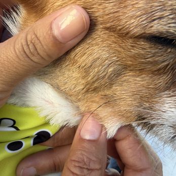 Happy Tails - Cut whiskers - Pet Groomers Near Me - Anaheim, California
