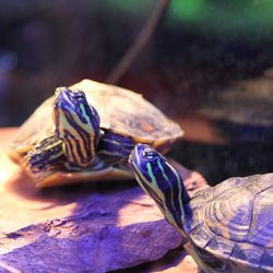 Uncle Bill's Pet Centers North