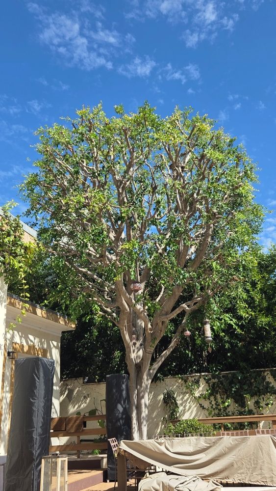 Rose Garden Landscaping - tree service in Los Angeles, CA