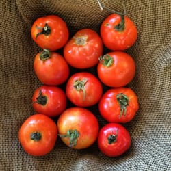 Village Marketplace - Fresh local, organic slicing tomatoes from The Little Farm.