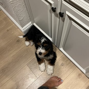 My Doodle Crush - Pet Breeders Near Me