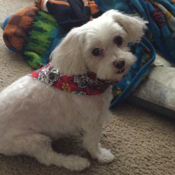 Celeste's Mobile Pet Spa - Kaylee with her new bandana from Celeste. - Pet Groomers Near Me Celeste's Mobile Pet Spa - Kaylee with her new bandana from Celeste. - Pet Groomers Near Me