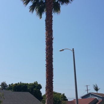 TreeCareLA - Our happy Palm! - Tree Services Near Me TreeCareLA - Our happy Palm! - Tree Services Near Me