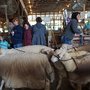 Photo of Maryland Sheep & Wool Festival
