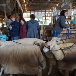 Maryland Sheep & Wool Festival - Sheep & Wool festival  Fairgrounds Md