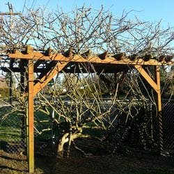 Daryll's Nursery - Kiwi Vine Pruning.
After Picture.