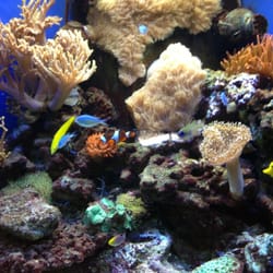 Boerhaave kliniek - Zelfs Nemo!