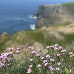 Paddywagon Tours - Cliffs of Moher