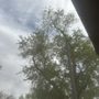 Photo of Sierra Tree specialist