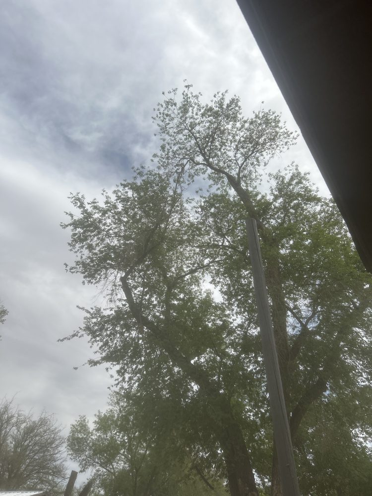 Sierra Tree specialist - tree service in Albuquerque, NM