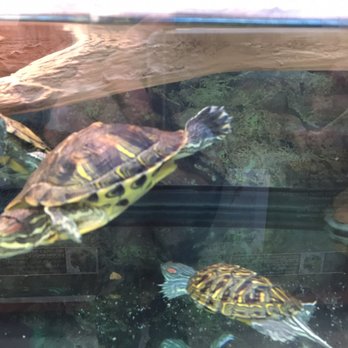 Petco - Turtles! - Pet Stores Near Me - Mountain View, California